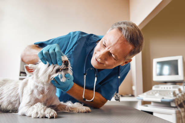 Best Emergency Denture Repair in , AR